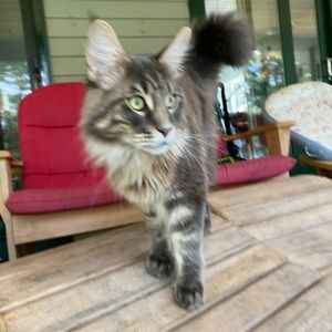 Meet your Posher, Ella